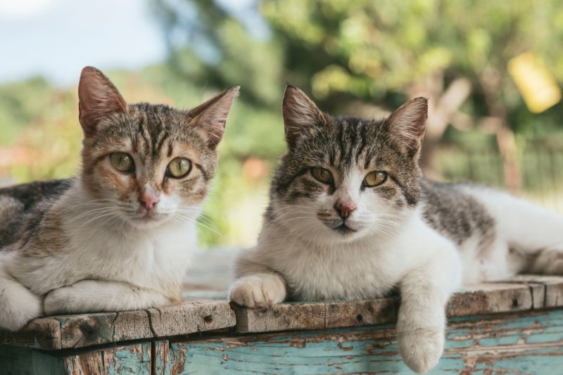 猫2匹